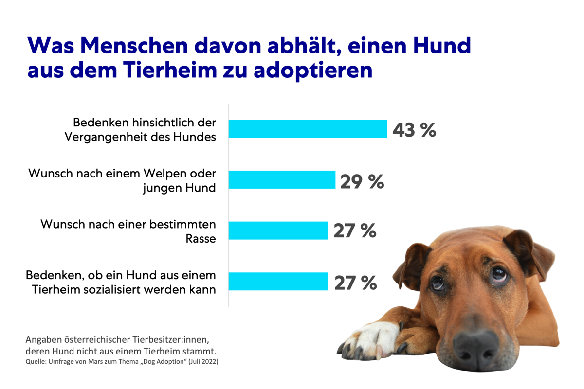 Infografik Dog Adoption