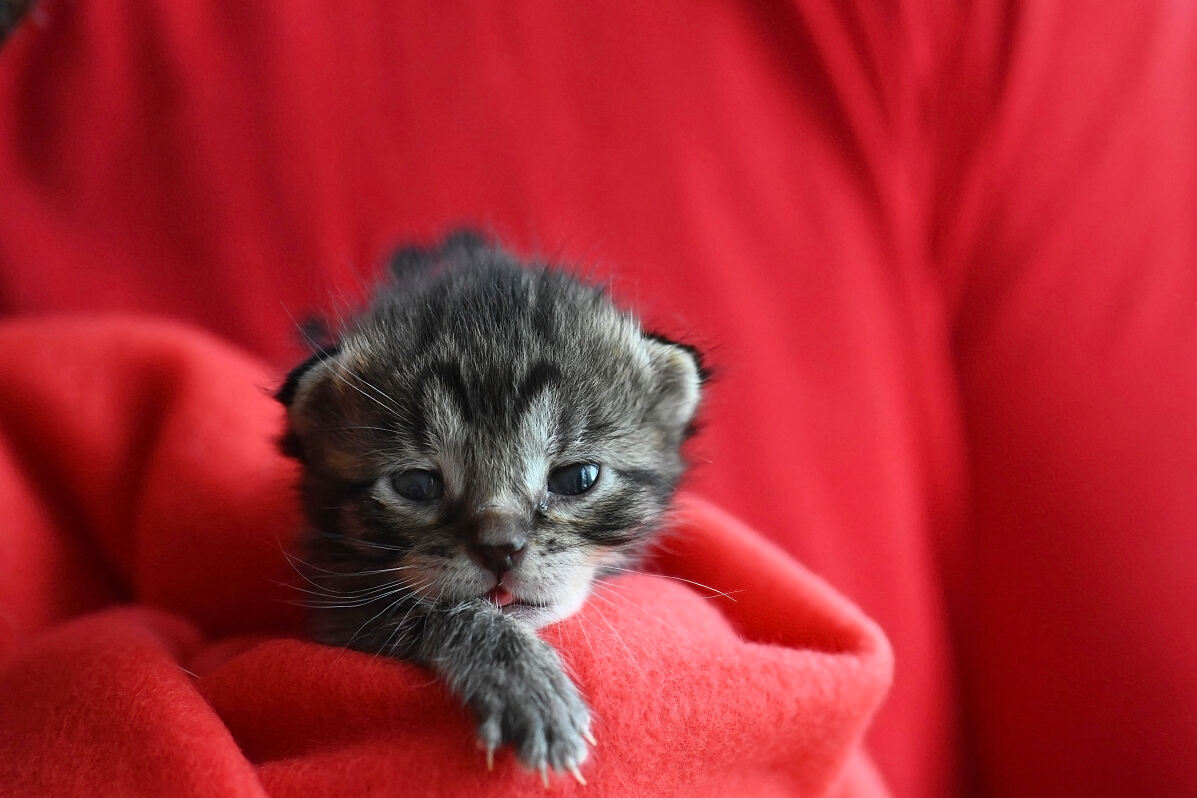 Mars und Whiskas unterstützen die Glückkatzen bei Tierschutz Austria