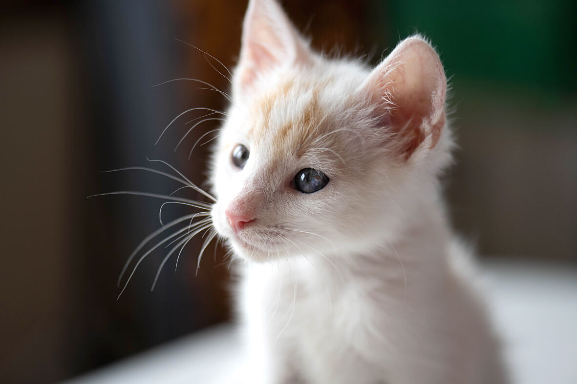 Im Tierheim Vösendorf warten viele Kätzchen auf die Adoption