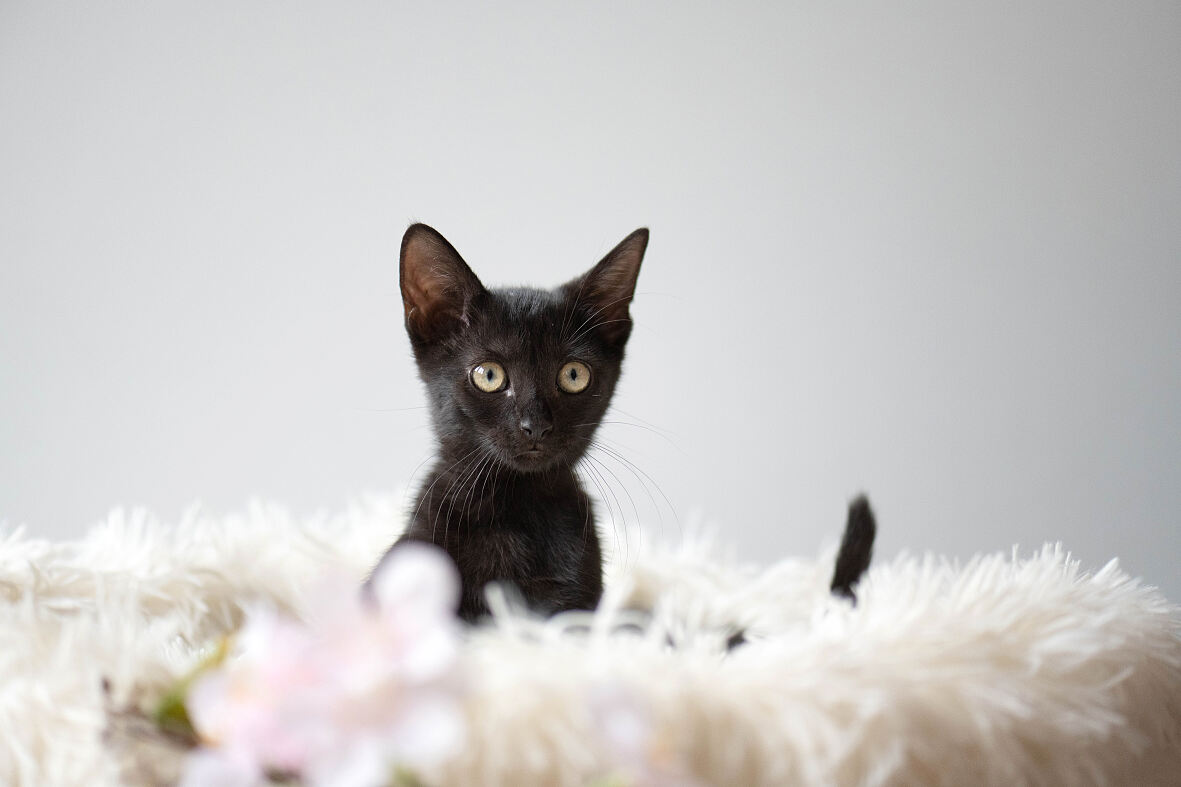 Im Tierheim Vösendorf warten viele Kätzchen auf die Adoption