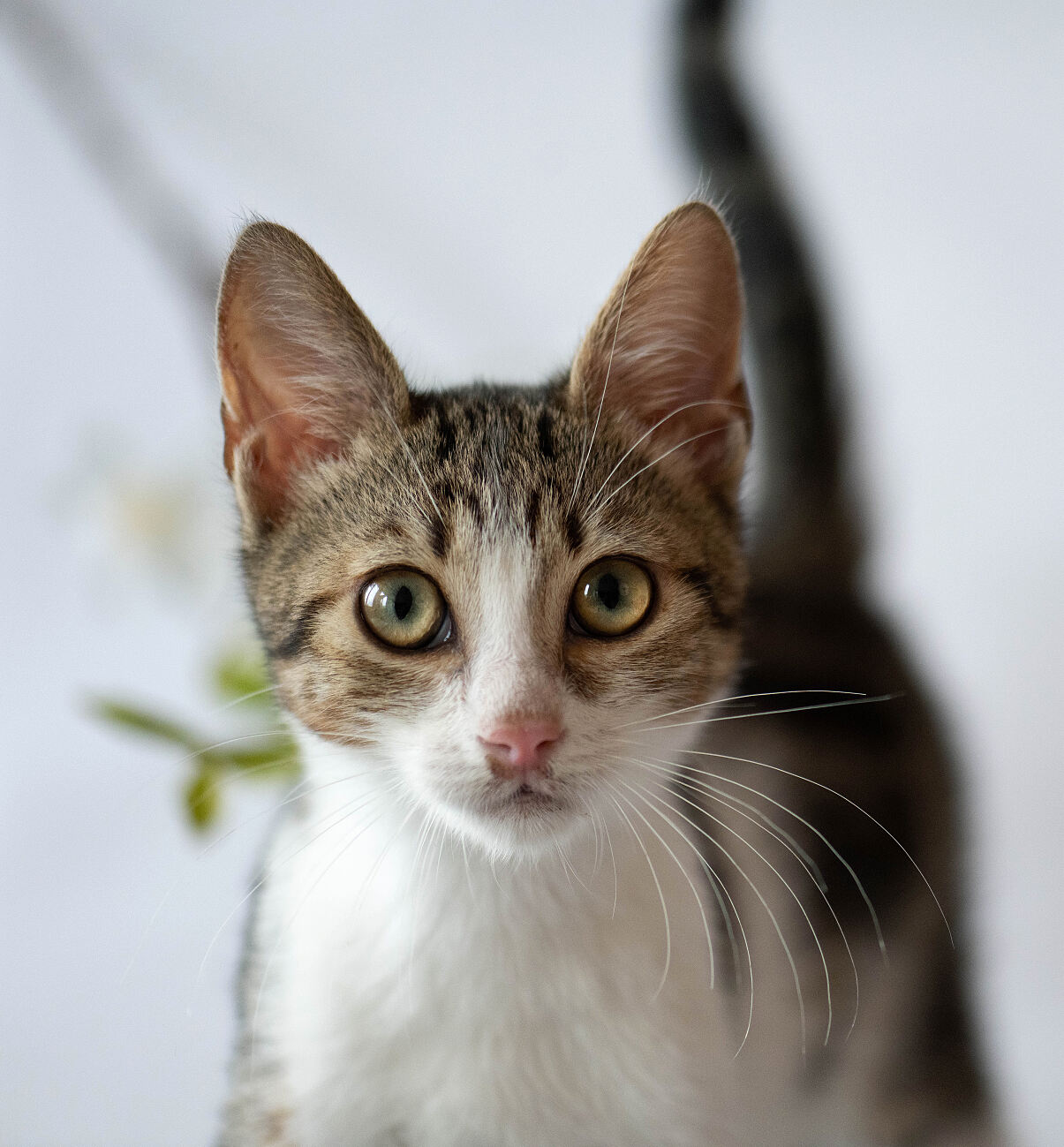 Im Tierheim Vösendorf warten viele Kätzchen auf die Adoption