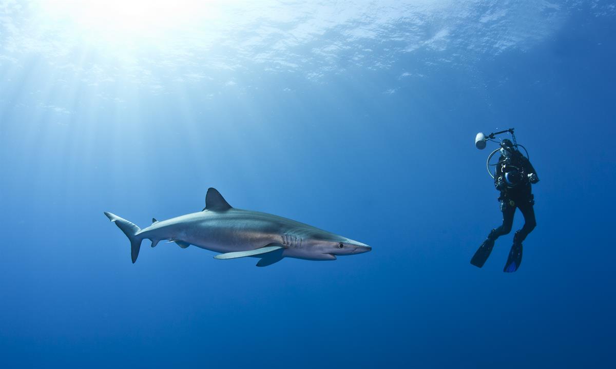 Sharkproject Hailights Mensch Hai