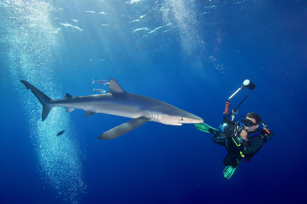 Sharknight Fotowettbewerb 2018 startet - Blauhai und Fotograf auf den Azoren