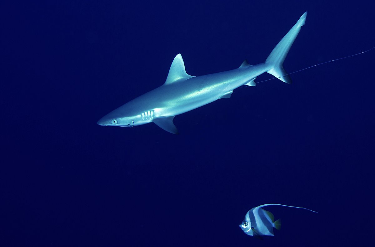 Sharkproject - Offener Brief br Malediven Bild 1