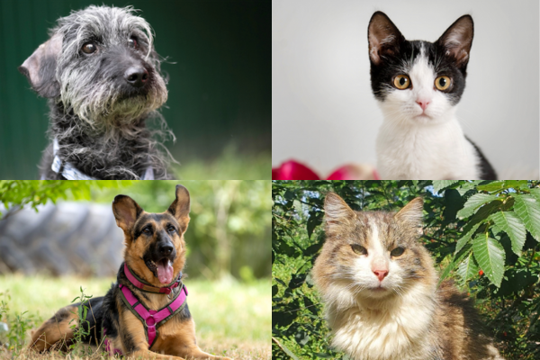 Tierschutztag: Hunde und Katzen warten auf neue Familien